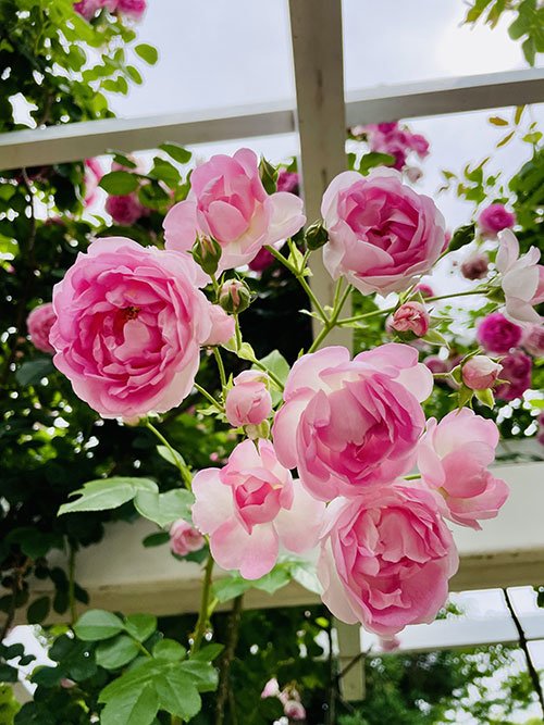 占い師天羽Luriaのお気に入り写真2